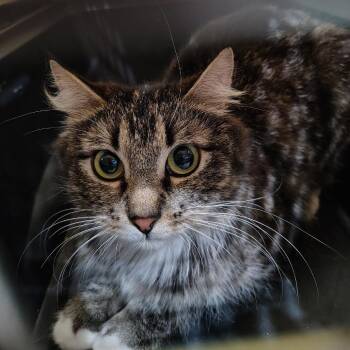 Momma -  Domestic Medium Hair Cat for Adoption in Coos Bay, Oregon - Momma | PetCurious