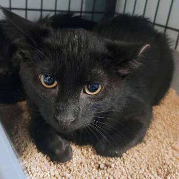 Rescue Domestic Short Hair Cats for Adoption in Davenport, Iowa - Mackerel | PetCurious