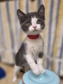 Merri -  Domestic Medium Hair and Domestic Short Hair Cat for Adoption in Westland, Michigan - Merri | PetCurious