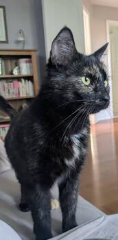 Nala -  Tortoiseshell Cat for Adoption in Ottawa, Ontario - Nala | PetCurious