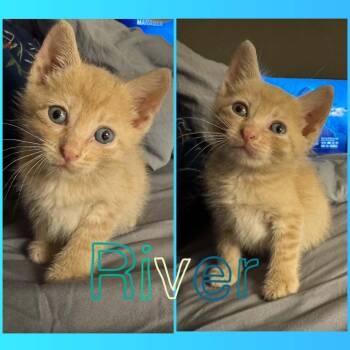 River -  Domestic Short Hair Cat for Adoption in Conroe, Texas - River | PetCurious
