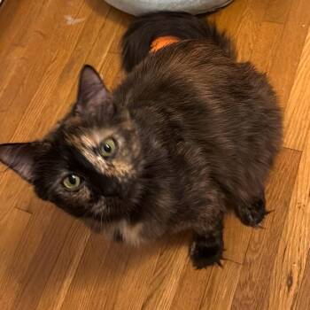 Mew Rinaldi -  Domestic Medium Hair Cat for Adoption in Merrifield, Virginia - Mew Rinaldi | PetCurious