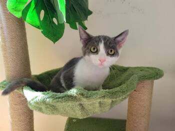 MUFFIN -  Domestic Short Hair Cat for Adoption in Santa Clara, California - MUFFIN | PetCurious