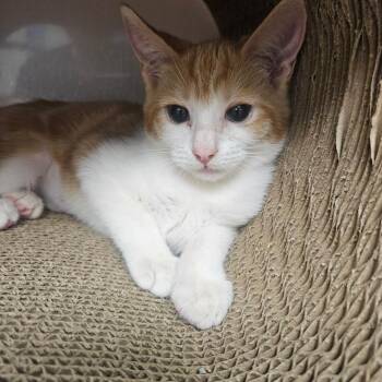 Gina -  Domestic Short Hair Cat for Adoption in Grantsville, Utah - Gina | PetCurious