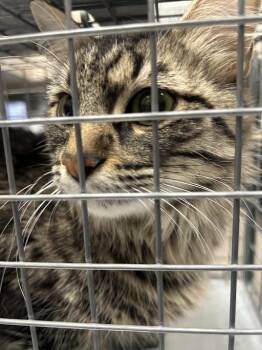 Domestic Short Hair Cats Available for Adoption in Las Vegas, Nevada - TONCHIS | PetCurious