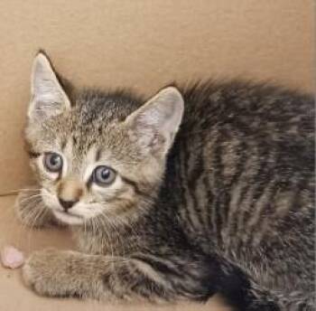 Serrano -  Domestic Short Hair Cat for Adoption in West Memphis, Arkansas - Serrano | PetCurious