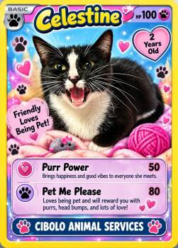 Celestine -  Domestic Short Hair Cat for Adoption in Cibolo, Texas - Celestine | PetCurious