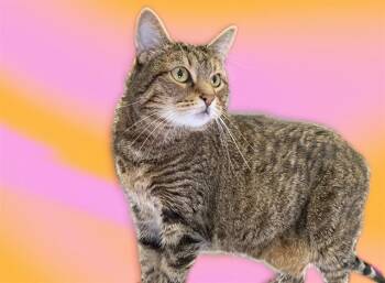 PUMPKIN -  Domestic Short Hair Cat for Adoption in Fort Lauderdale, Florida - PUMPKIN | PetCurious