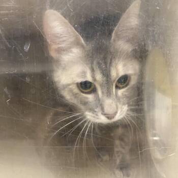 Peaches -  Domestic Short Hair Cat for Adoption in Reno, Nevada - Peaches | PetCurious