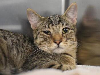 Orville -  Domestic Short Hair Cat for Adoption in Portland, Oregon - Orville | PetCurious