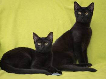 Hamlin -  Domestic Short Hair Cat for Adoption in Deltona, Florida - Hamlin | PetCurious