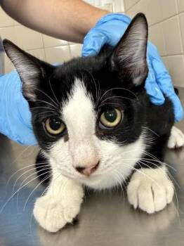 Starbucks -  Domestic Short Hair Cat for Adoption in San Antonio, Texas - Starbucks | PetCurious