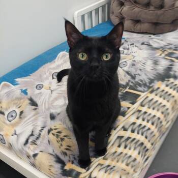 Rescue Domestic Short Hair Cats for Adoption in Williamsport, Pennsylvania - James | PetCurious