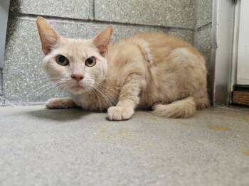 Rescue Domestic Short Hair Cats for Adoption in West Chester, Pennsylvania - Niko FKA C18 | PetCurious