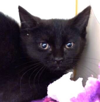 CHEERIO -  Domestic Short Hair Cat for Adoption in Dedham, Massachusetts - CHEERIO | PetCurious