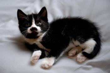 Arthur -  Domestic Short Hair Cat for Adoption in Cloquet, Minnesota - Arthur | PetCurious