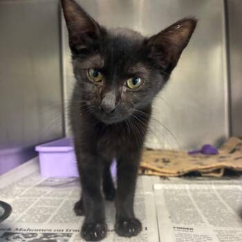 Black Sharpie -  Domestic Short Hair Cat for Adoption in San Antonio, Texas - Black Sharpie | PetCurious