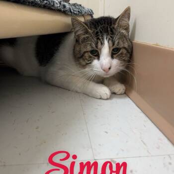 Rescue Domestic Short Hair Cats for Adoption in Midland, Texas - Simon | PetCurious
