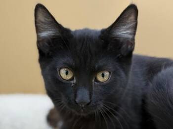 Waffles -  Domestic Short Hair Cat for Adoption in Portland, Oregon - Waffles | PetCurious