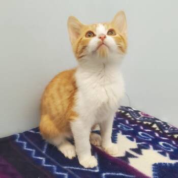 Rescue Domestic Short Hair Cats for Adoption in Decherd, Tennessee - Alfred Hitchcock | PetCurious