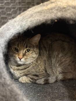 Tabby Cats Available for Adoption in Burnaby, British Columbia - Poppy 2 | PetCurious