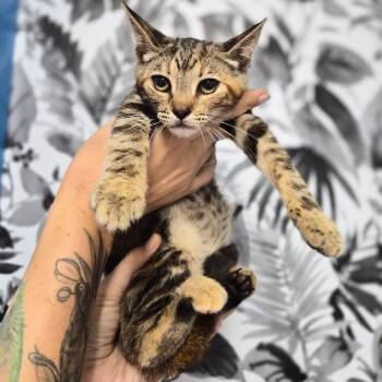 Draculaura -  Domestic Short Hair Cat for Adoption in Wahiawa, Hawaii - Draculaura | PetCurious