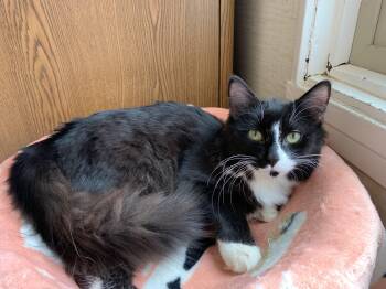 Domestic Medium Hair Cats Available for Adoption in Bonnyville, Alberta - Twilight | PetCurious
