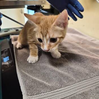Passionfruit -  Domestic Short Hair Cat for Adoption in Pasadena, California - Passionfruit | PetCurious