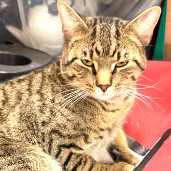 Rocky McCarthy (bonded w/Sky) -  Domestic Short Hair Cat for Adoption in Merrifield, Virginia - Rocky McCarthy (bonded W/Sky) | PetCurious