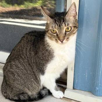 Olive -  Domestic Short Hair Cat for Adoption in Lexington, South Carolina - Olive | PetCurious