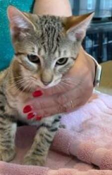 Benji -  Abyssinian and Tiger Cat for Adoption in Berkeley Heights, New Jersey - Benji | PetCurious