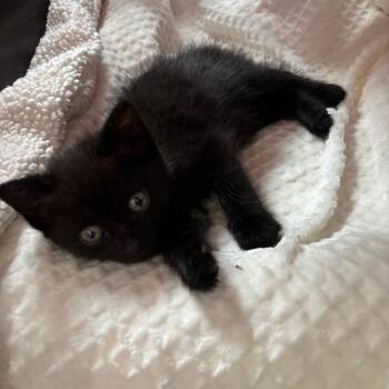 Orbit (grey collar) -  Domestic Short Hair Cat for Adoption in Puslinch, Ontario - Orbit (grey Collar) | PetCurious