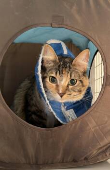 Rescue Domestic Medium Hair Cats for Adoption in Buffalo, Minnesota - Penny | PetCurious