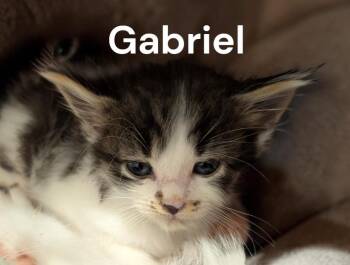 Gabriel -  Domestic Long Hair Cat for Adoption in Weems, Virginia - Gabriel | PetCurious
