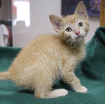 Nutmeg -  Domestic Short Hair Cat for Adoption in Portage, Wisconsin - Nutmeg | PetCurious
