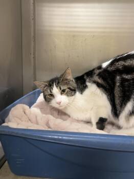 Rescue Domestic Short Hair Cats for Adoption in Herculaneum, Missouri - Logan | PetCurious