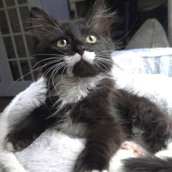 Little Feat -  Domestic Short Hair Cat for Adoption in Fredericksburg, Virginia - Little Feat | PetCurious