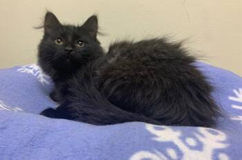 Rescue Domestic Long Hair Cats for Adoption in Fremont, Ohio - Asiago | PetCurious