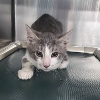 Domestic Short Hair Cats Available for Adoption - Doyle | PetCurious