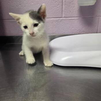 61182115 -  Domestic Short Hair Cat for Adoption in El Paso, Texas - 61182115 | PetCurious