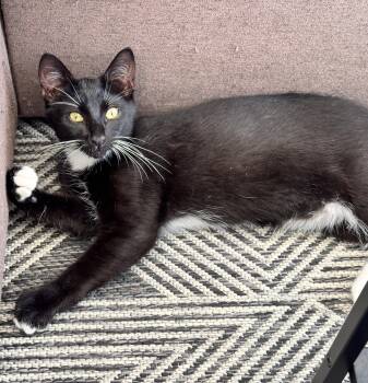 Rescue Domestic Short Hair Cats for Adoption in Fort Worth, Texas - Crumpet | PetCurious