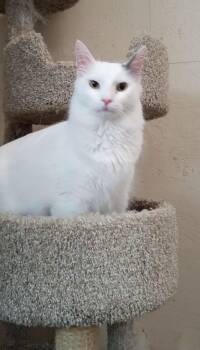Domestic Short Hair Cats Available for Adoption in Walworth, Wisconsin - Mac | PetCurious