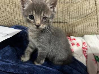 Wallaby Woo -  Domestic Short Hair Cat for Adoption in Cromwell, Kentucky - Wallaby Woo | PetCurious
