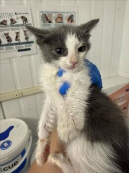 A228529 -  Domestic Short Hair Cat for Adoption in Woodland, California - A228529 | PetCurious