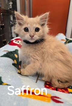 Rescue Domestic Long Hair Cats for Adoption in Sidney, Ohio - Saffron | PetCurious