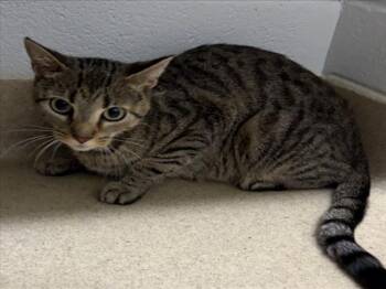 GRISELDA -  Domestic Short Hair Cat for Adoption in Derwood, Maryland - GRISELDA | PetCurious