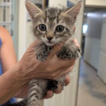 Domestic Short Hair and Extra Toes Cat Hemingway Polydactyl Cats Available for Adoption in Buchanan Dam, Texas - Mercury | PetCurious