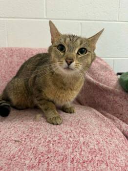Domestic Short Hair Cats Available for Adoption in Marion, Ohio - Gogurt | PetCurious