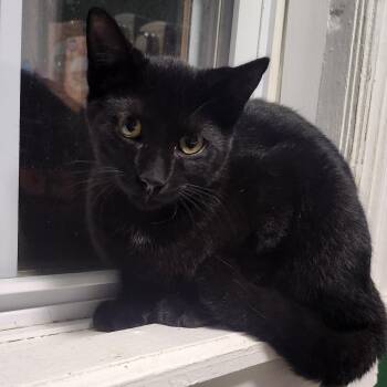 Cecil (26-4619) -  Domestic Short Hair Cat for Adoption in Gordonsville, Tennessee - Cecil (26-4619) | PetCurious