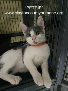 Rescue Domestic Short Hair Cats for Adoption in Locust Grove, Georgia - Pertrie - CCHS | PetCurious